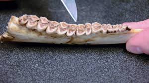 White Tailed Deer Jawbone Aging Part 2 Tooth Wear