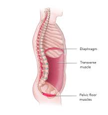 your pelvic floor muscles why you
