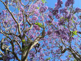 Jacarandas are one of the most popular flowering trees, with beautiful long lasting light purple flowers. What Types Of Trees Have Purple Flowers