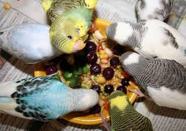 Budgie Parakeet Food And Feeding Recommendations