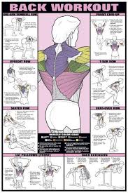 Details About Back Workout Wall Chart Professional Fitness