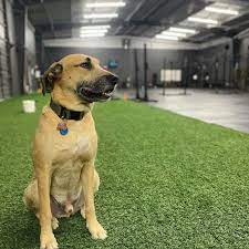 5 pet friendly exercise facilities in