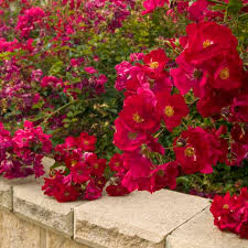 rosa flower carpet red alvarez nursery