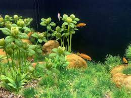 Check spelling or type a new query. Buy Begondis Artificial Green Water Plants Flower Set 18 Pcs Fish Tank Aquarium Decorations Made Of Soft Plastic Online In Vietnam B08b88tqsb