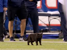 It seems a young farm boy accidentally overtu. Cat At Metlife Stadium The Extremely True Story Sports Illustrated