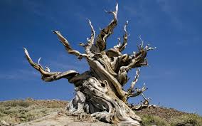 Its bark has a sap which causes blisters in human skin. What Is The Oldest Living Tree Wonderopolis