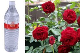 Rose Flowering Tips Using Vinegar