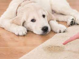 carpet care tips for pet owners