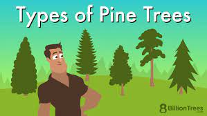40 types of pine trees pictures