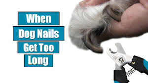 when dog nails get too long you