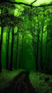 green forest forest green road