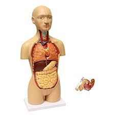 Muscles in the torso protect the internal organs at the front, sides, and back of the body. Buy Monmed Human Torso Model 17in Human Body Model Anatomy Doll With Removable Organs 3d Human Organ Model Online In Oman B07pyyhbyj