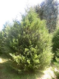 Leyland cypress vs green giant arborvitae which is best for fastgreen giant arbor vita and leyland cypress youleyland cypress alternative vs arborvitaeuniversity of delaware cooperative … Murray Cypress Fast Growing Evergreen Tree Anythinggreen Com