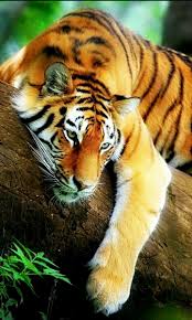 Международный день тигра. Международный день тигра.