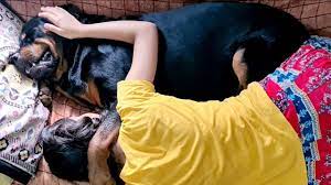 Unconditional love between my dog and little girl ||rottweiler dog. -  YouTube
