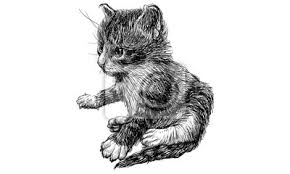Alice in wonderland cat drawing at getdrawings com free for. Baby Cat 02 V8 Drawing Monochrome High Resolution Illustration Leinwandbilder Bilder Griechisch Whisker Vase Myloview De