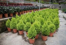 Dwarf Evergreen Trees For Your Garden