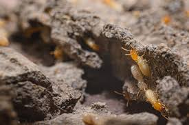 how do termites spread causes and what