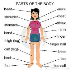 Female body shape or female figure is the cumulative product of a woman's skeletal structure and the quantity and distribution of muscle and fat on the body. Pin On Vabhi