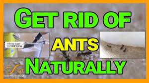 how to get rid of ants naturally with