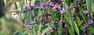 A bushy evergreen shrub with a compact habit, growing. Purple Pea Bush Backyard Buddies
