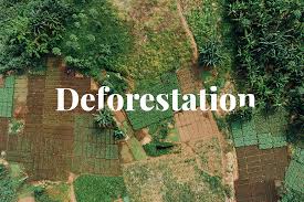 Deforestation in Nigeria: causes, effects, and solutions