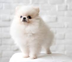 cute puppy images free on