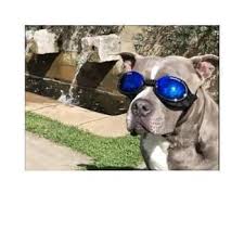 Doggles Ils2 Shiny Black Frame With Mirror Blue Lens