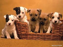cute dogs and puppies wallpapers