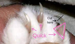 best way how to trim cat claws