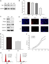 Knockdown Of Ran Gtpase Expression Inhibits The