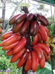 This collection of 22 vegan recipes include banana bread, muffins, pancakes, brownies, carrot cake, oatmeal, french toast, a smoothie bowl. Musa Banana Dwarf Red This Very Sweet Lady Finger Fruit Is The Most Beautiful It Turns Sunset Colors When Ripening F Banana Plants Red Banana Tree Banana