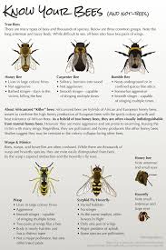 I Thought Carpenter Bees Dont Sting Bee Facts Types Of