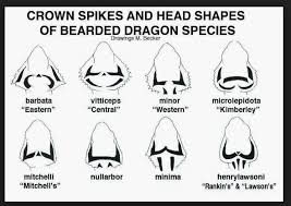 Is My Bearded Dragon A Rankins Bearded Dragon Org