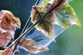 We did not find results for: How To Get Rid Of Spider Mites Gardener S Guide Bob Vila