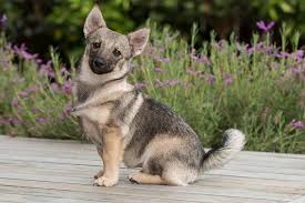 In 1942, the dog came close to extinction, but careful breeding and publicity by swedish national bjorn von. Breeders And Litters Swedish Vallhund Club New Zealand