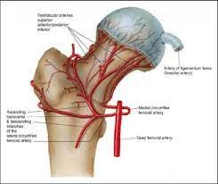 proximal fem vascular anatomy main