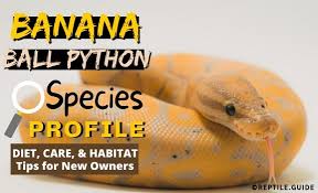 banana ball python morph care facts
