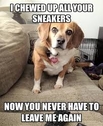 Big Eyes Dog Meme | Funny Pictures, Quotes, Memes, Jokes via Relatably.com
