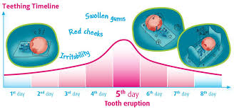 Baby Teething Chart Teething Timeline Teething Symptoms