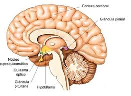 A função da glândula pineal no tratamento de doenças | Colunistas - Sanar  Medicina