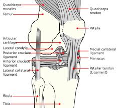 Tenderness around the inner knee. Mio Therapy Acl Injury Guide