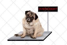 Heavy Fat Pug Puppy Dog Sitting Down On Vet Scale With