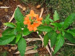 Common Flowers In Bangalore In August