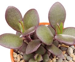 Jade plants young and old should receive at least four to six hours of sunlight daily, but keep the plant safe from direct rays of sunlight. Why Is My Jade Plant Turning Red With Photos Succulents Network