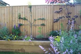 The Best Climbing Plants For Fencing