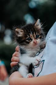 holding cute kitten free stock photo