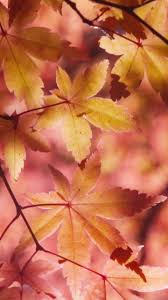 autumn maple leaves wallpaper iphone