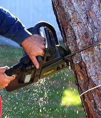 Tree Removal Service in Brentwood, TN