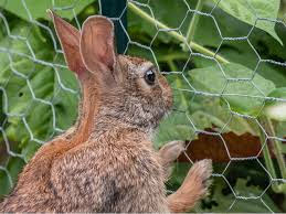 Rabbit Netting Wire 1 2mx50m 31mm